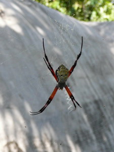 omfg spider on Saipan